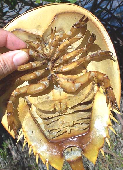 Horseshoe Crab, LIMULUS POLYPHEMUS