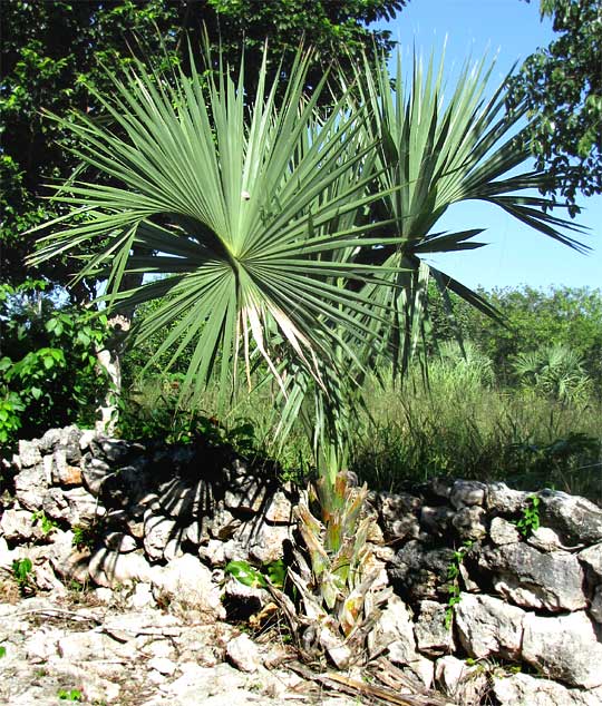 Huano Palm, Thatch Palm, SABAL YAPA