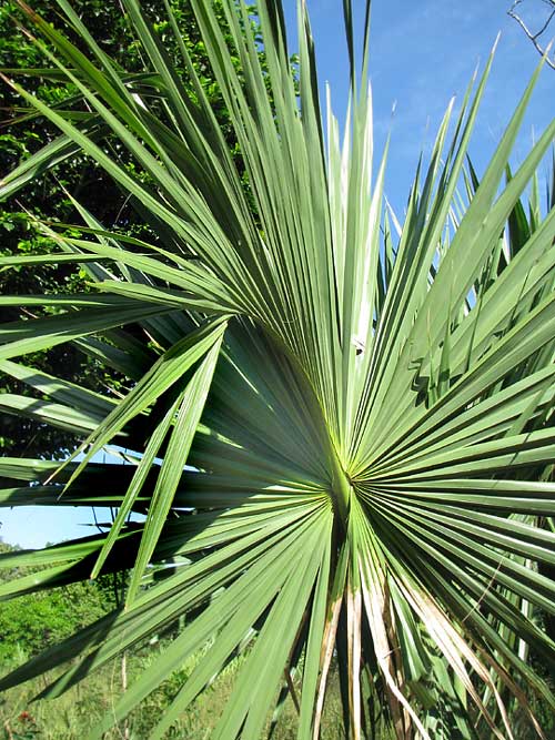 Huano Palm, Thatch Palm, SABAL YAPA