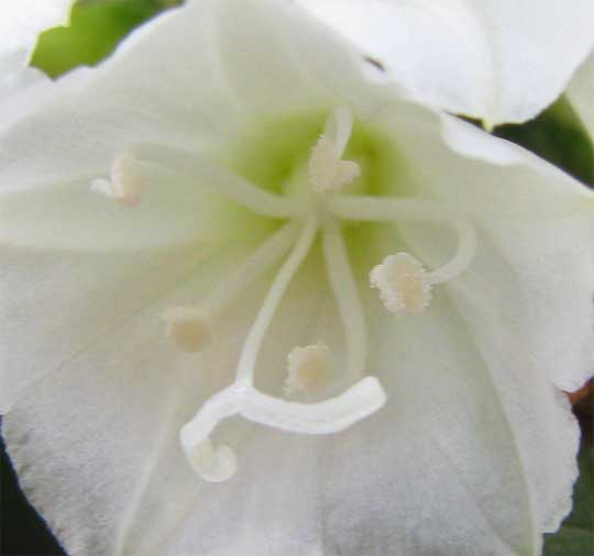 JACQUEMONTIA NODIFLORA flower