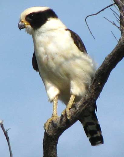 Laughing Falcon, HERPETOTHERES CACHINNANS