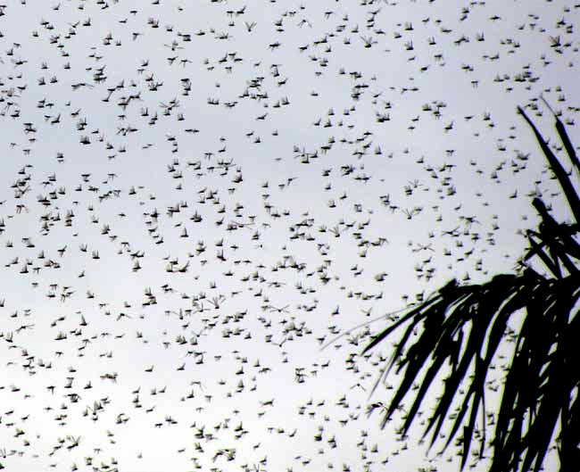 locust outbreak in Yucatan, Mexico, 2009