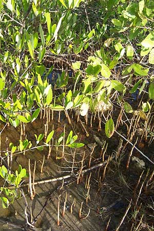 Black Mangrove, Avicennia germinans