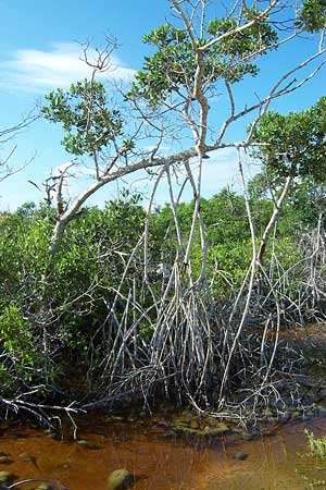 Red Mangrove, Rhizophora mangle