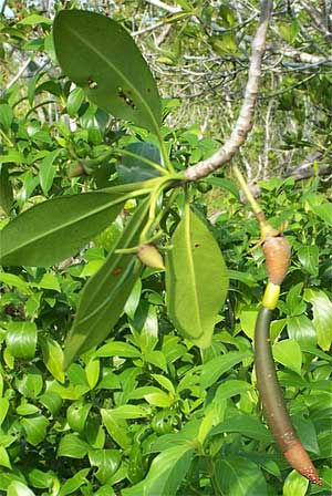Red Mangrove, RHIZOPHORA MANGLE, fruit