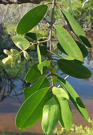 White Mangrove, Laguncularia racemosa