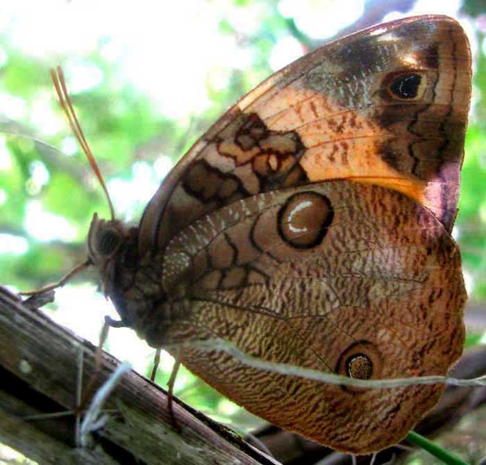 Split-banded Owl-Butterfly, OPSIPHANES CASSINA