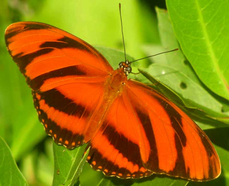 Banded Longwing, DRYADULA PHAETUSA, top