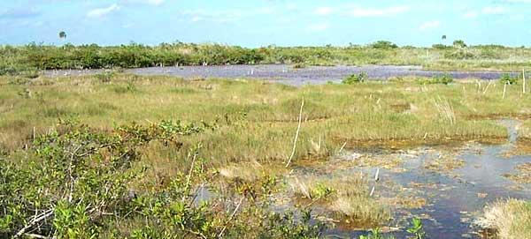 Marsh in Ria Lagartos Biosphere Reserve, near Las Coloradas