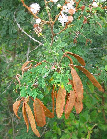 Mimosa bahamensis