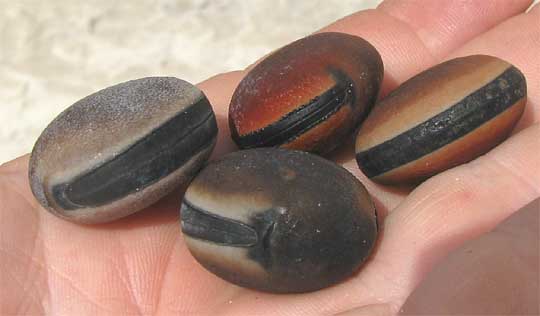 Hamburger Beans, genus Mucuna