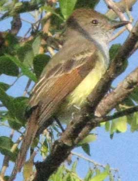 Brown-crested Flycatcher, MYIARCHUS TYRANNULUS