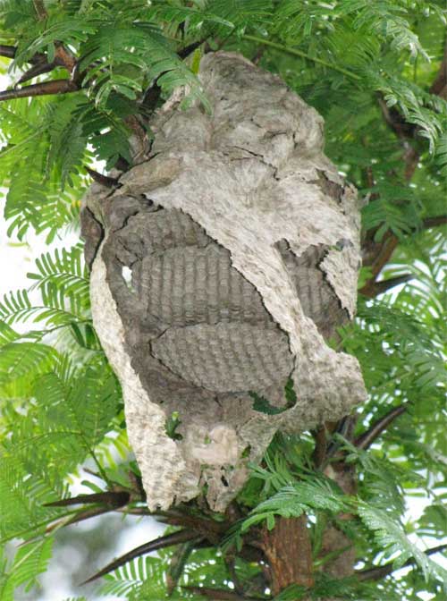 paper wasp nest inside