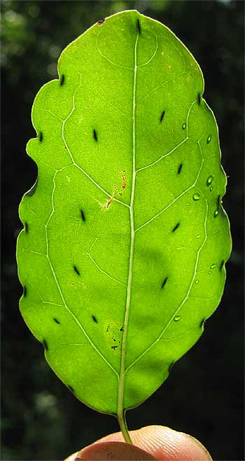 Porophyllum punctatum leaf showing glands