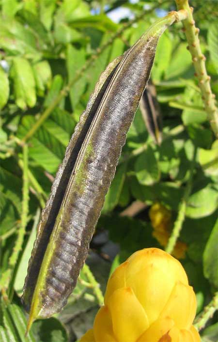  Ringworm Bush, CASSIA ALATA, fruit