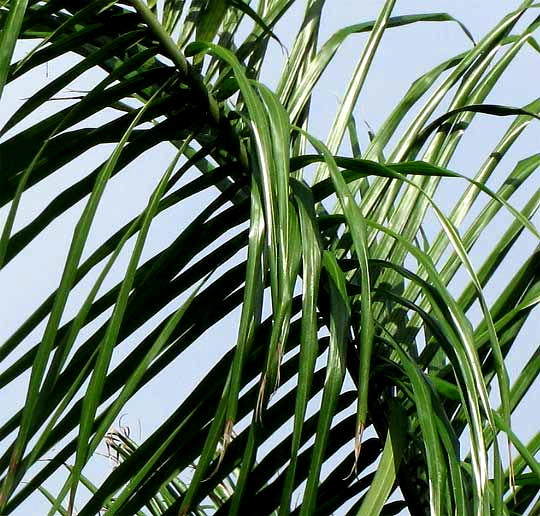 Royal Palm, ROYSTONEA REGIA, frond pinnae