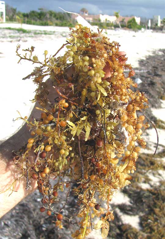 Sargassum, SARGASSUM NUTANS, on a Yucatan beach