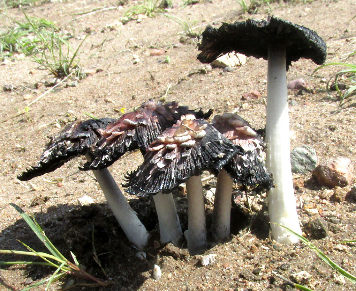 Shaggy Mane mushroom, COPRINUS COMATUS, unusual appearance