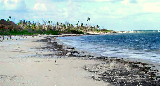 seagrass washed upon beach, mostly Manatee-grass, SYRINGODIUM FILIFORME
