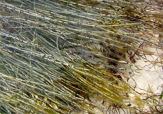 Manatee-grass, SYRINGODIUM FILIFORME, covered with gunk, close-up
