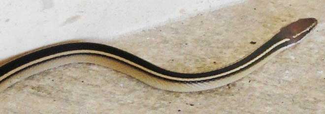 Schmidt's Striped Snake, Coniophanes schmidti, photo by Ashley Smith, near Akumal, Quintana Roo, Mexico