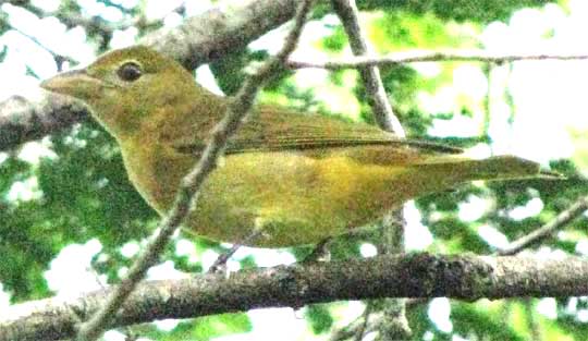 female or immature Summer Tanager in the Yucatan, Mexico