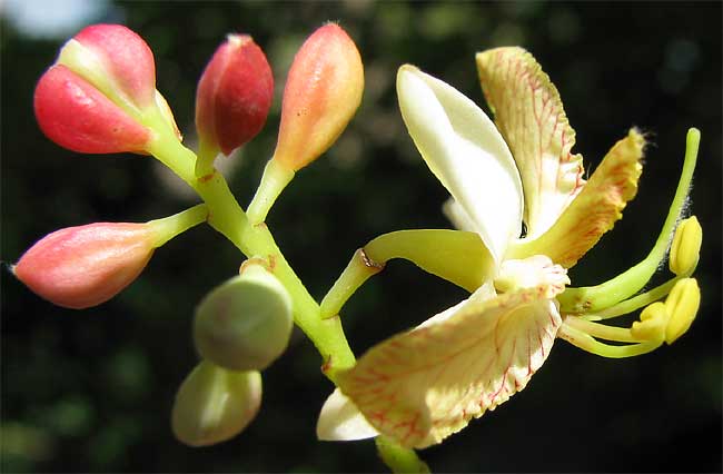 flowering tamarind
