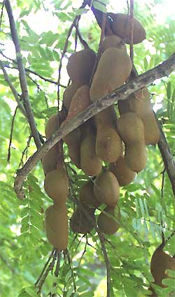 Tamarind fruits