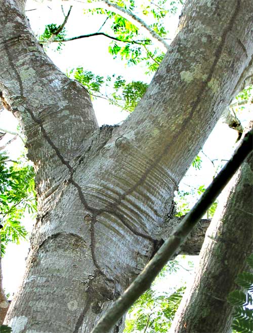 ARBOREAL TERMITE NEST TUNNELS DOWN TREE
