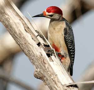 Golden-fronted Woodpecker, Balamku