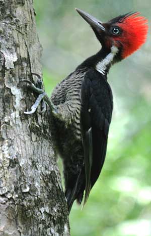 Lineated Woodpecker, Calakmul