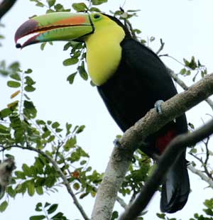 Keel-billed Toucan, Calakmul