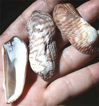 Turkey Wing Seashells, Arca zebra