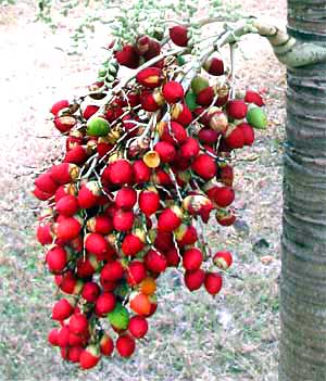 Manila Palm, ADONIDIA MERRILLII, nuts