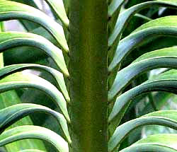 Veitchia palm frond pinnae