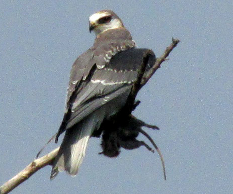 White-tailed Kite, ELANUS LEUCURUS, with prey