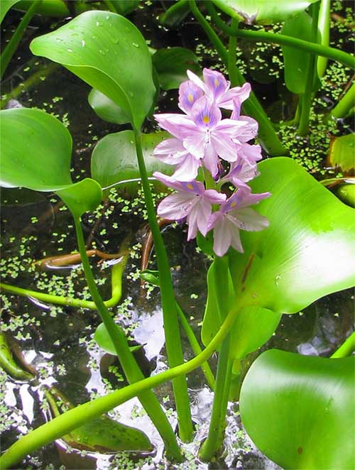 Water-Hyacinths, EICHHORNIA CRASSIPES