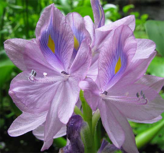 Water-Hyacinths, EICHHORNIA CRASSIPES, flowers