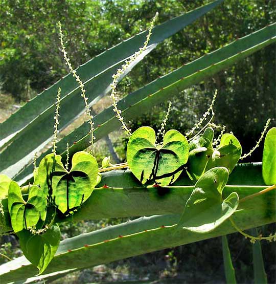 Heart shaped leaves