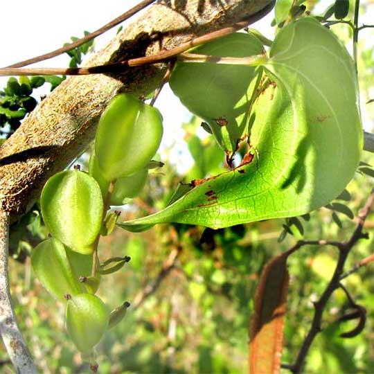 female flowers of Wild Yam, DIOSCOREA POLYGONOIDES