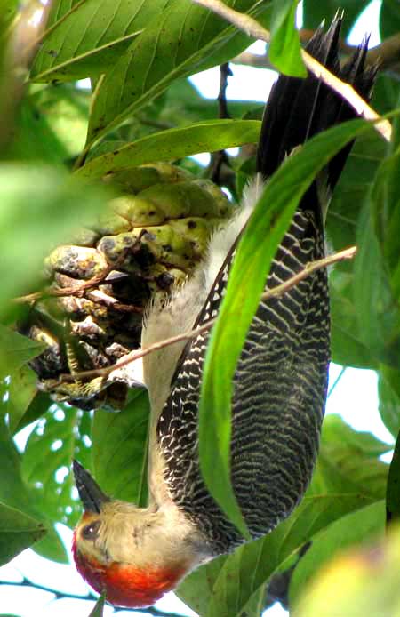 Golden-fronted Woodpecker, CENTURUS AURIFRONS, eating fruit