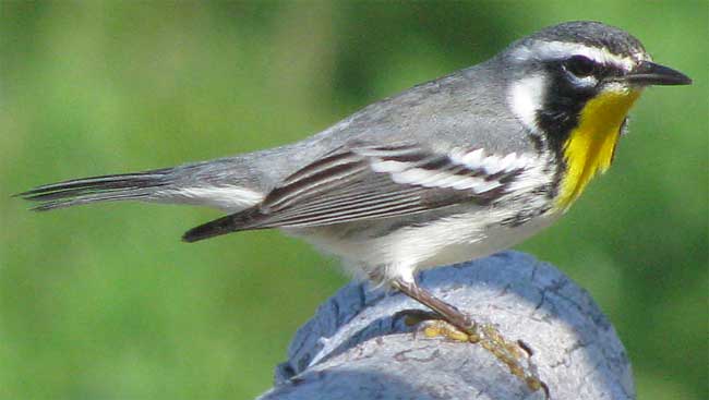 Yellow-throated Warbler, DENDROICA DOMINICA