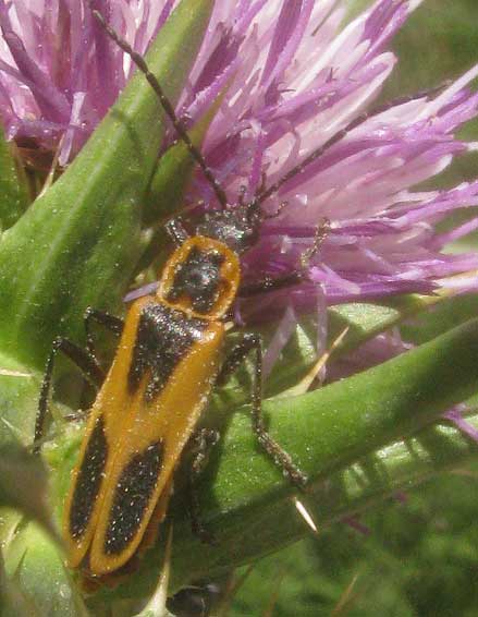 Texas Soldier Beetle, Chauliognathus scutellaris