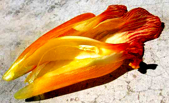 cf. Costus flower