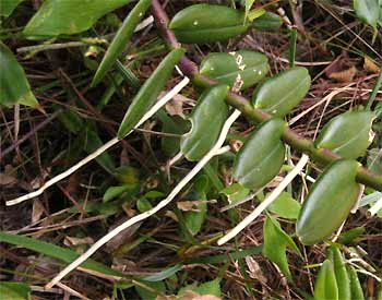 Epidendrum radicans, velamen-covered aerial roots