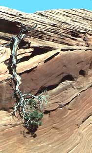 Juniper in red sandstone at Paria Canyon, Utah