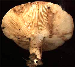 Gill Fungi