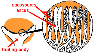 diagram znázorňující příčný řez pohárkovou houbou s asci a askosporami