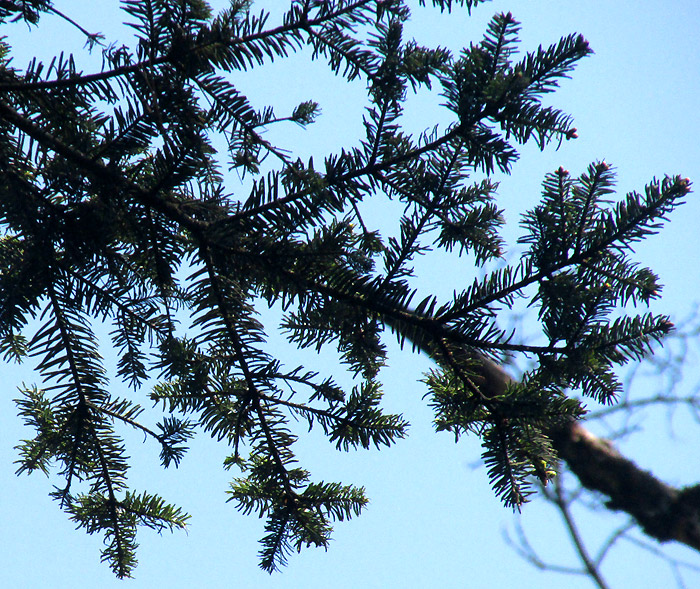 Sacred Fir, ABIES RELIGIOSA, branch tips suggesting the Christian Cross