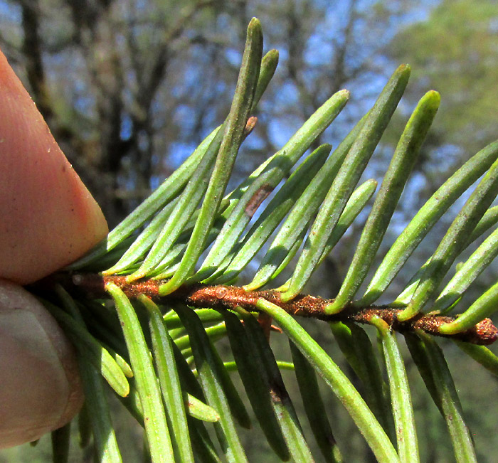Sacred Fir, ABIES RELIGIOSA, blade underside showing two silver lateral